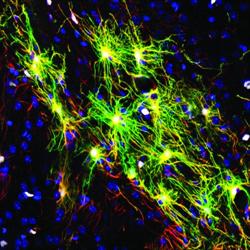 microscopic image of stem cells